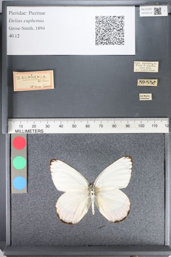 Media type: image;   Entomology 130113